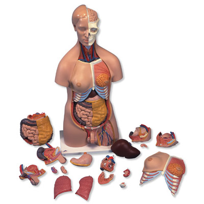 3 – Anatomical Models & Manikins