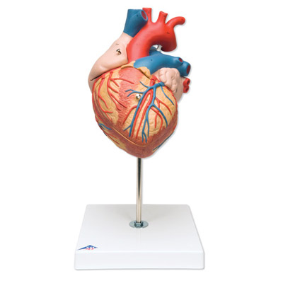 5 – Anatomical Models & Manikins