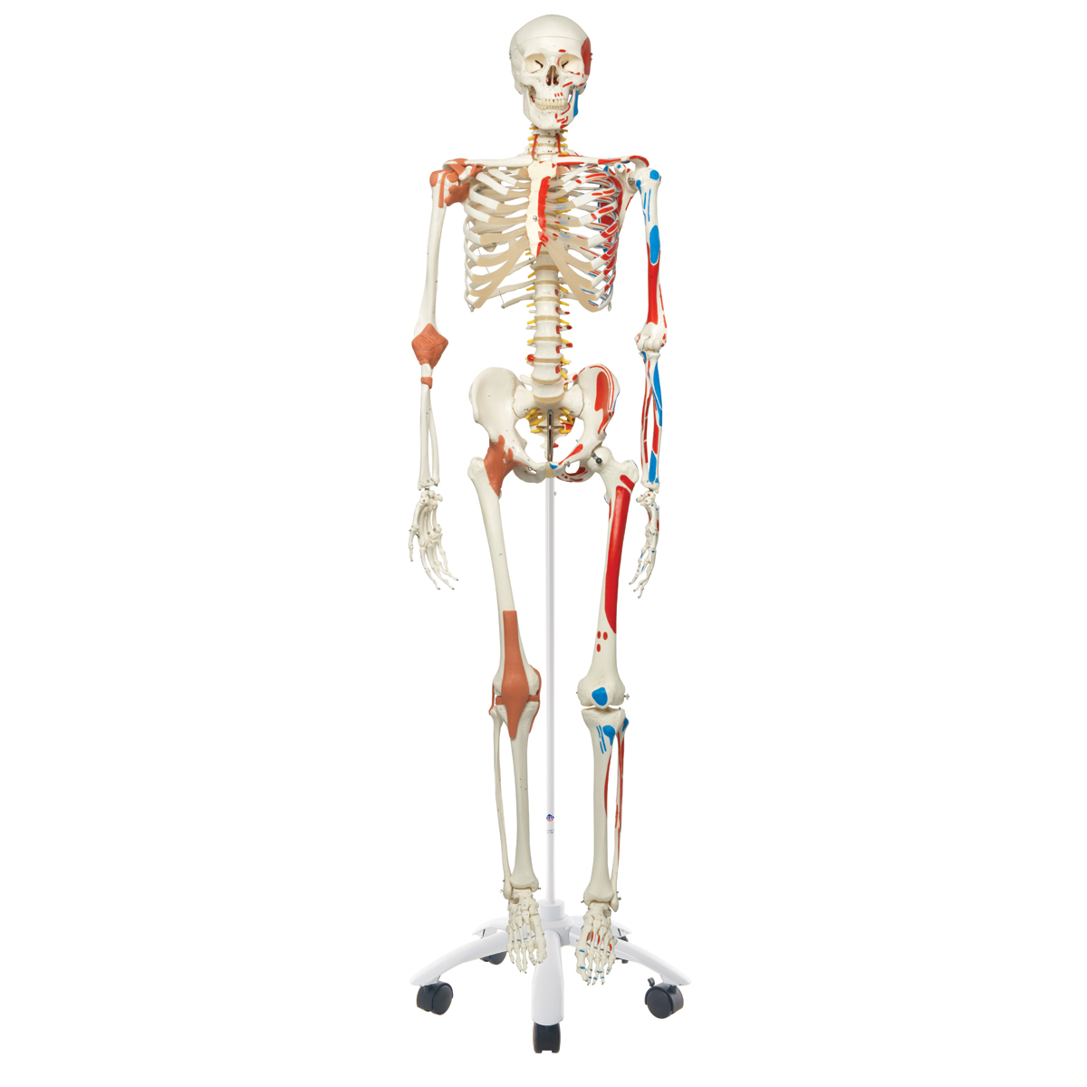 Anatomical Models & Manikins1