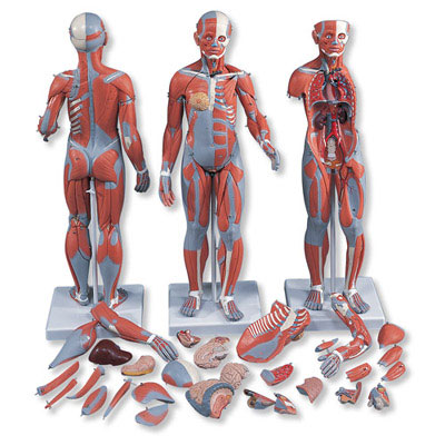 2 - Anatomical Models & Manikins